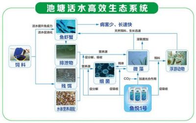 養四大家魚不易賺錢？高效生態養殖模式助您增收